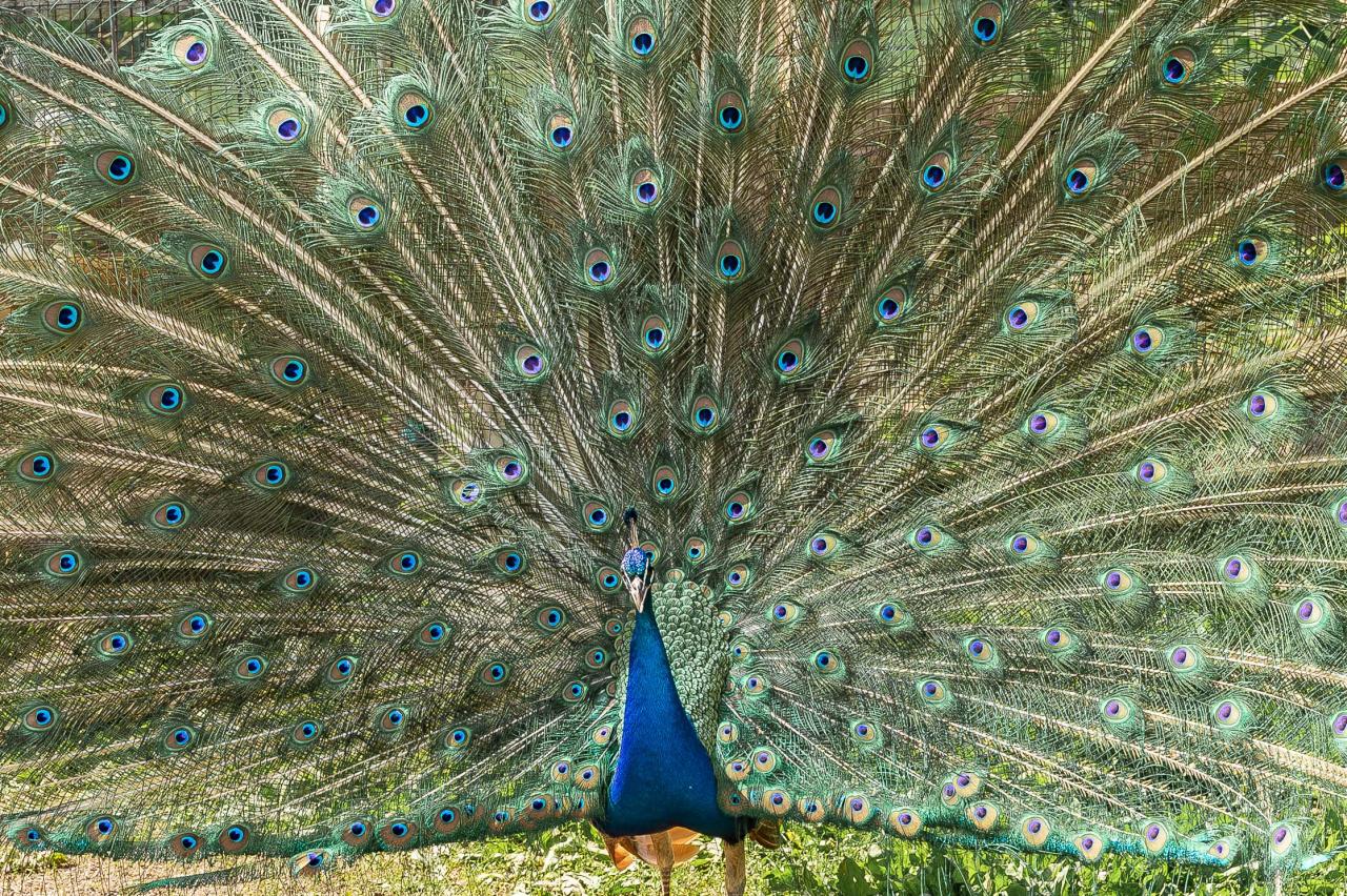 Peacock 12