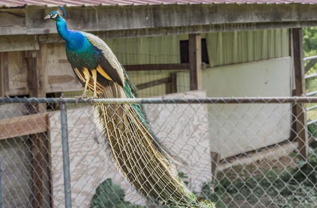 Peacock 1